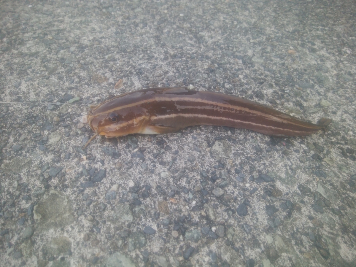 f:id:sakumi3:20190928151809j:plain f:id:sakumi3:20190928151809j:plain