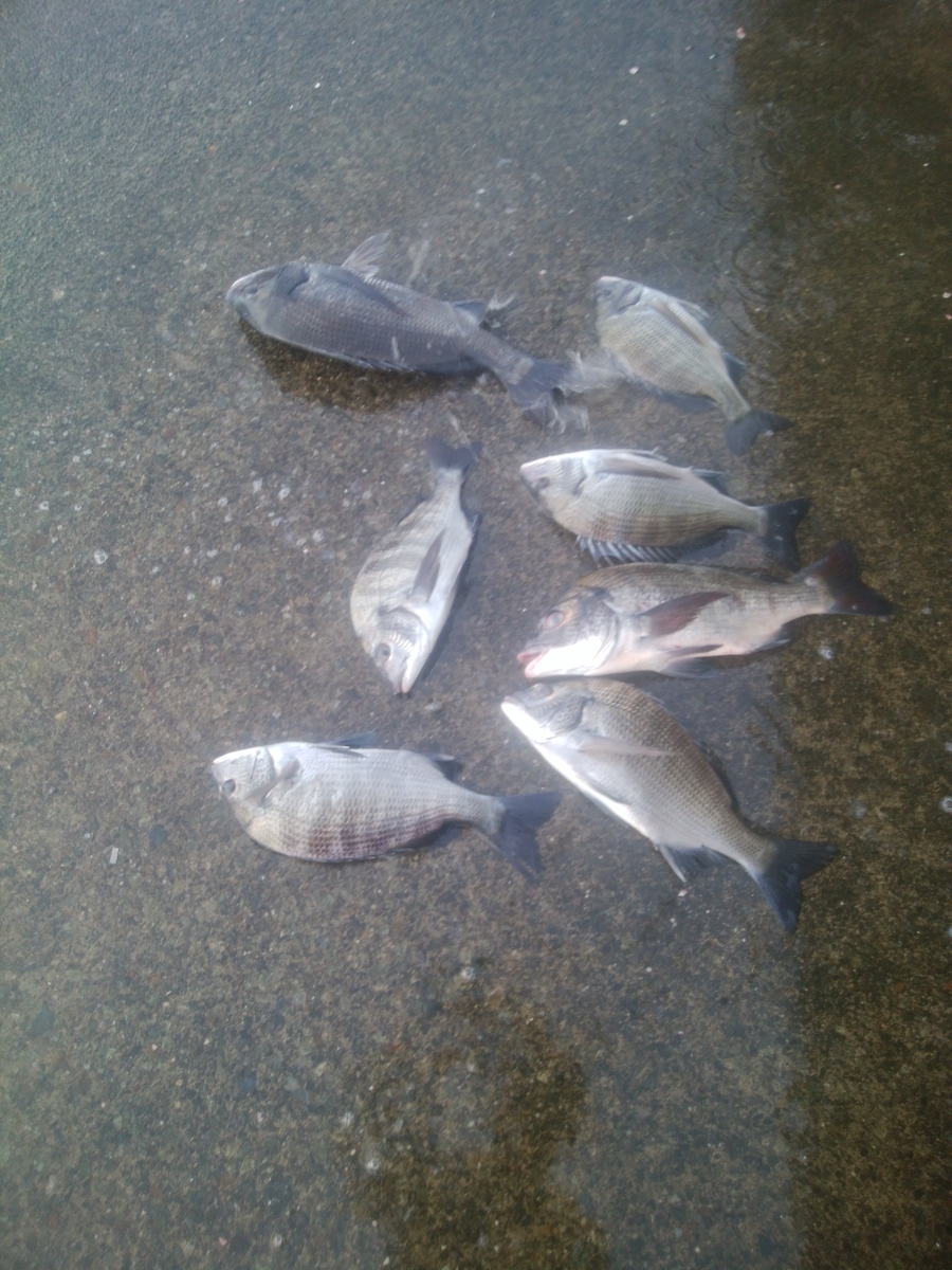 f:id:sakumi3:20190928154629j:plain f:id:sakumi3:20190928154629j:plain