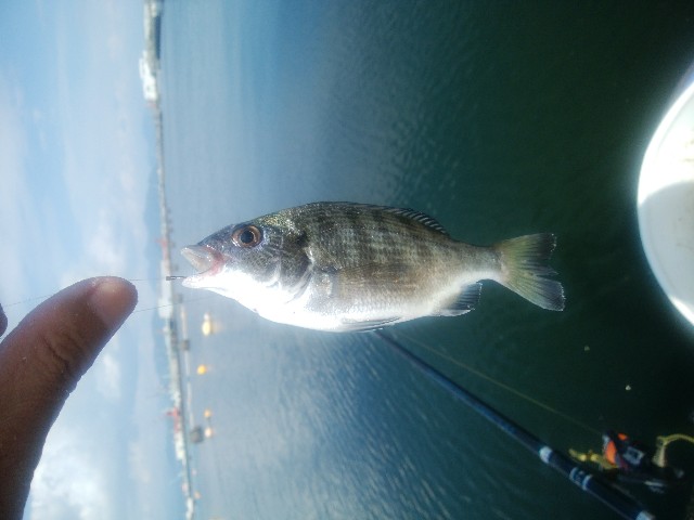 f:id:sakumi3:20191004024807j:image