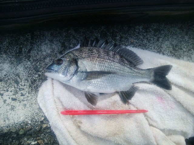 f:id:sakumi3:20191004024835j:image