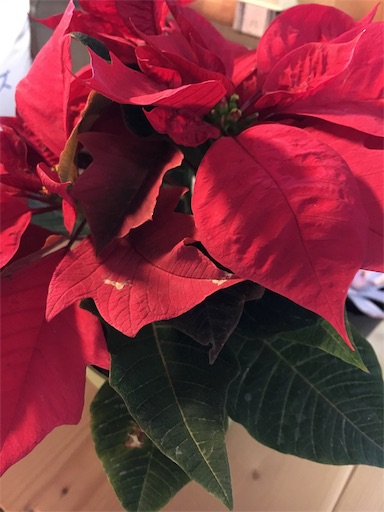 f:id:sakupons:20181228084526j:image f:id:sakupons:20181228084526j:image
