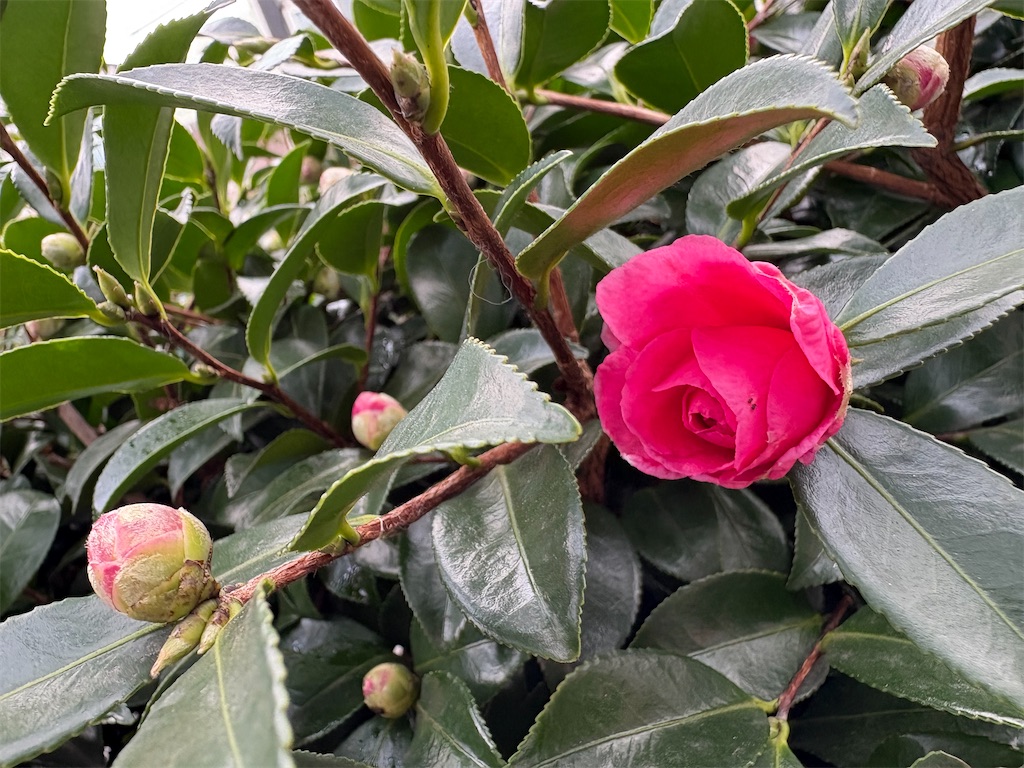 f:id:sakupontan:20251209201614j:image