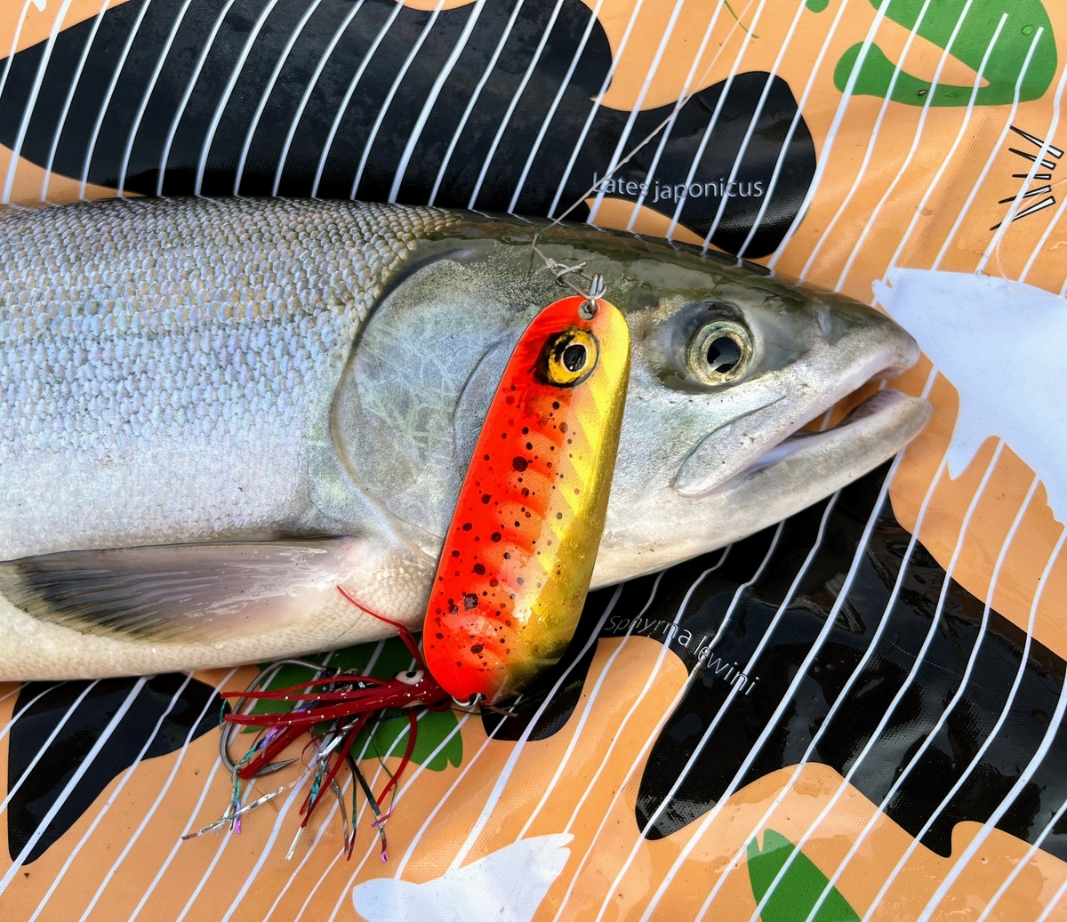 鮭釣りの魅力とルアー釣り - いつでも自然がそばにいる