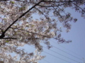 葉桜