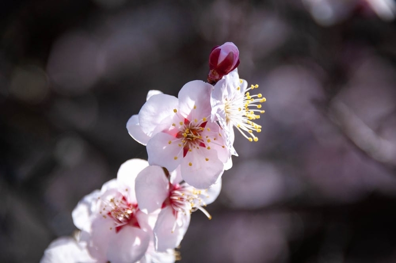 梅が散る - ちょっぴり花恋慕