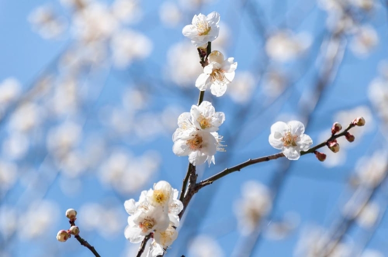 梅が散る - ちょっぴり花恋慕