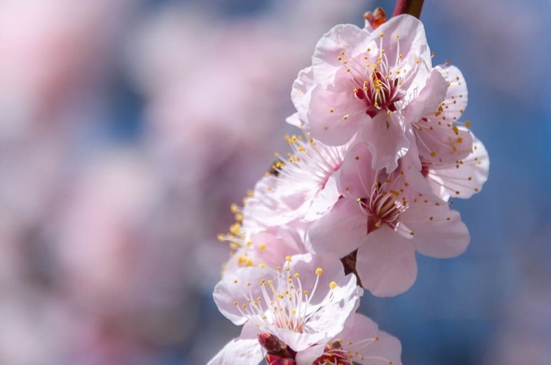 梅が散る - ちょっぴり花恋慕
