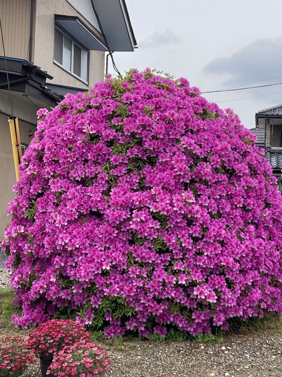我が家の花 - ちょっぴり花恋慕