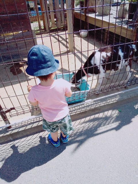 f:id:sakura1389:20200608122324j:image f:id:sakura1389:20200608122324j:image