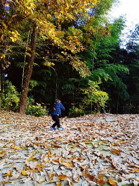 f:id:sakura1389:20201116164826j:image