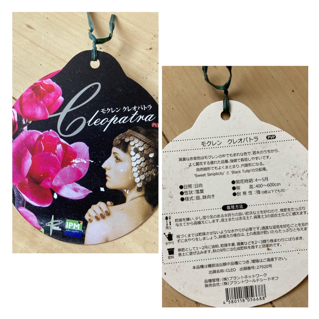 f:id:sakura2020asabiyori:20210206153928j:image f:id:sakura2020asabiyori:20210206153928j:image