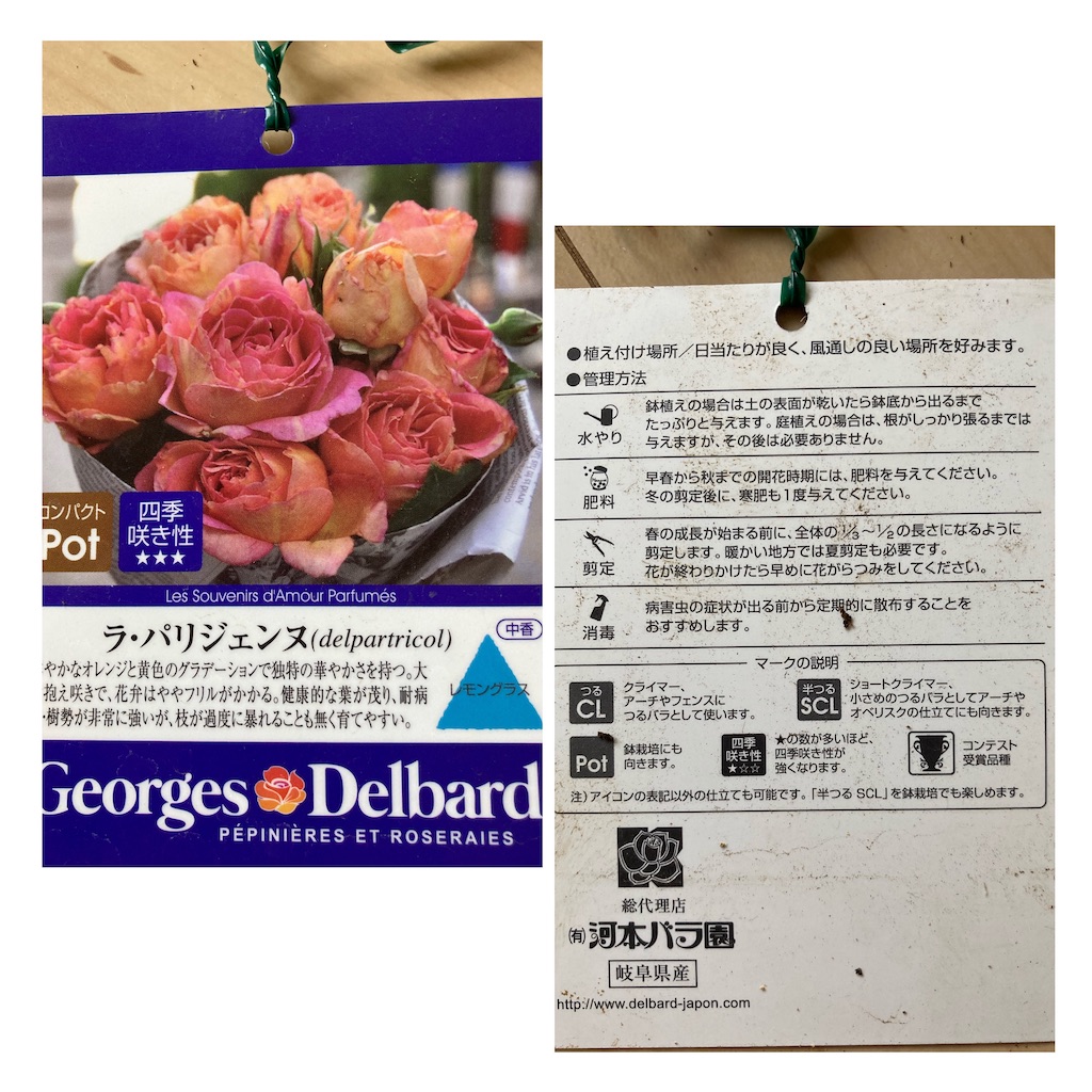f:id:sakura2020asabiyori:20210206153931j:image f:id:sakura2020asabiyori:20210206153931j:image