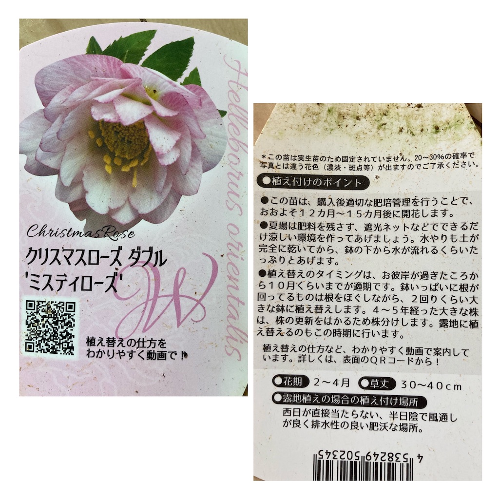 f:id:sakura2020asabiyori:20210206153941j:image f:id:sakura2020asabiyori:20210206153941j:image