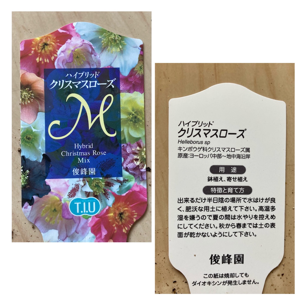 f:id:sakura2020asabiyori:20210206154004j:image f:id:sakura2020asabiyori:20210206154004j:image