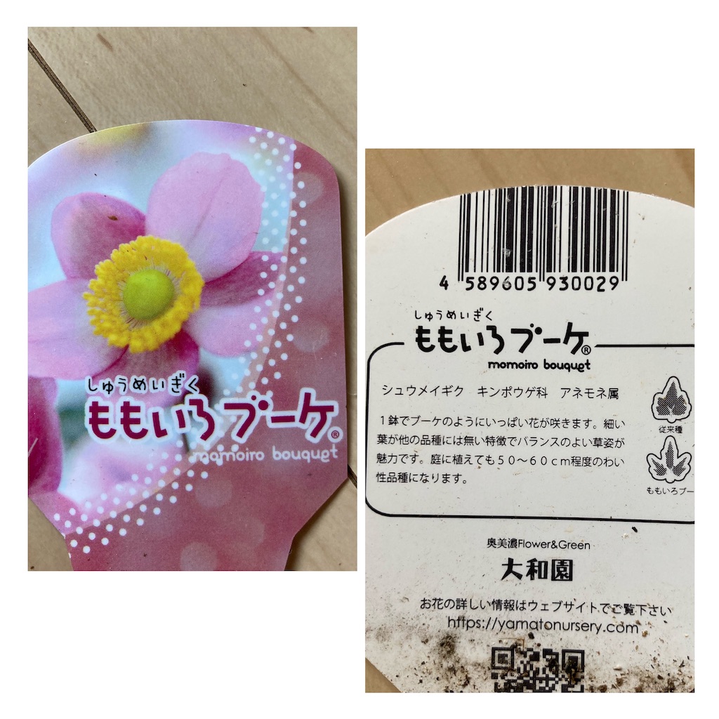 f:id:sakura2020asabiyori:20210206154008j:image f:id:sakura2020asabiyori:20210206154008j:image