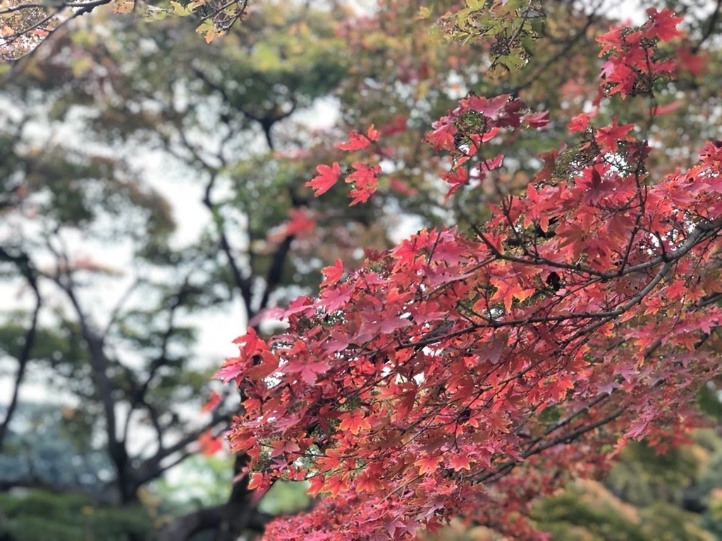 f:id:sakura206206:20181123200509j:plain