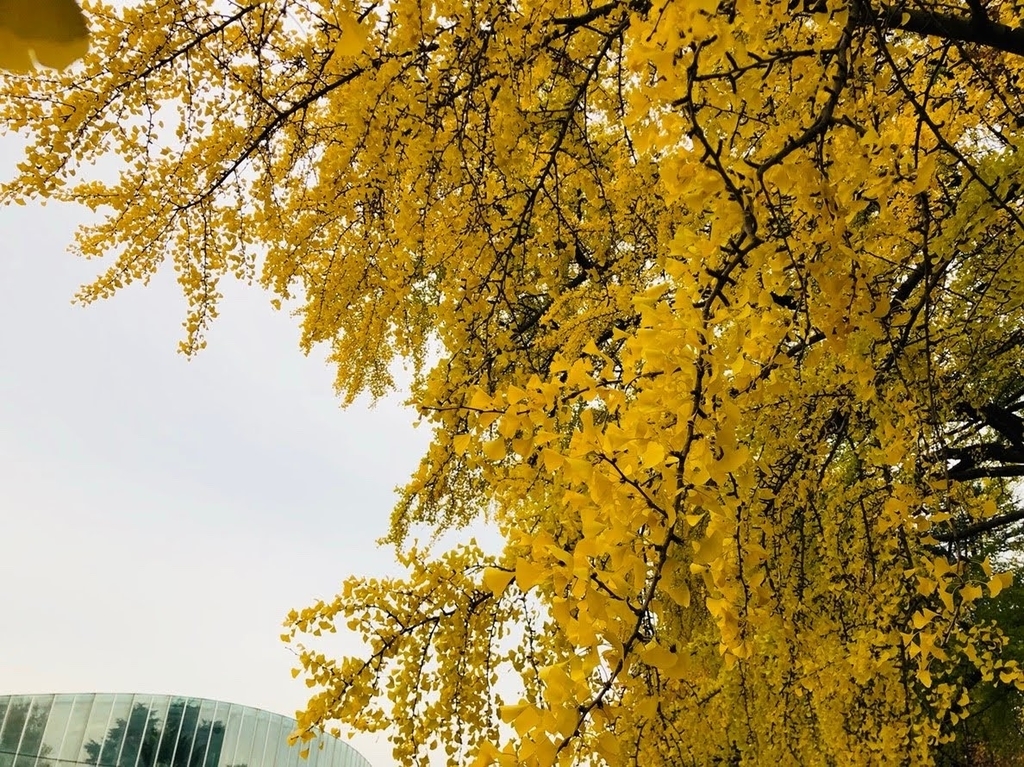 f:id:sakura206206:20181123200557j:plain