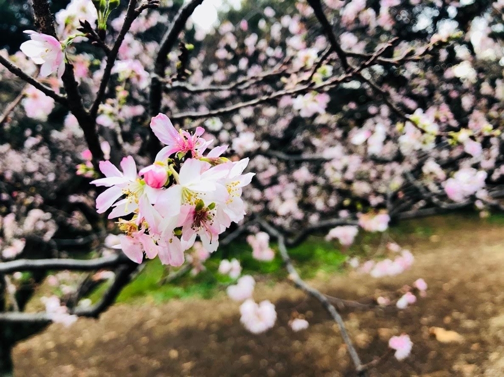 f:id:sakura206206:20181123201128j:plain