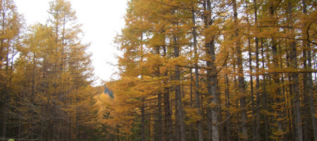 f:id:sakura341516:20061023113125j:image f:id:sakura341516:20061023113125j:image