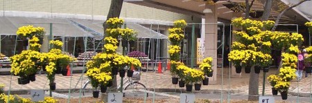 f:id:sakura341516:20081107034014j:image f:id:sakura341516:20081107034014j:image