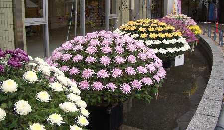 f:id:sakura341516:20081107041404j:image f:id:sakura341516:20081107041404j:image