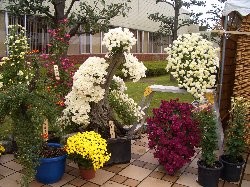 f:id:sakura341516:20081107042949j:image f:id:sakura341516:20081107042949j:image