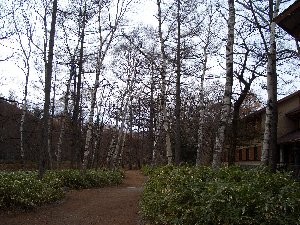 f:id:sakura341516:20081114065952j:image f:id:sakura341516:20081114065952j:image