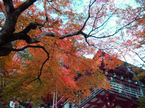 f:id:sakura341516:20081123113826j:image f:id:sakura341516:20081123113826j:image