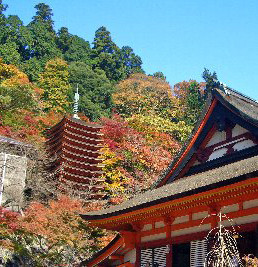 f:id:sakura341516:20081126014705j:image:right f:id:sakura341516:20081126014705j:image:right