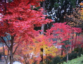 f:id:sakura341516:20081127134806j:image f:id:sakura341516:20081127134806j:image