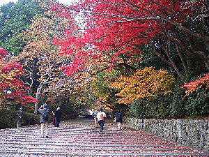 f:id:sakura341516:20081129020559j:image