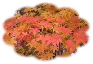 f:id:sakura341516:20081129022431j:image:right f:id:sakura341516:20081129022431j:image:right