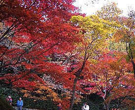 f:id:sakura341516:20081129023012j:image