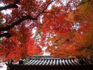 f:id:sakura341516:20081129023526j:image f:id:sakura341516:20081129023526j:image