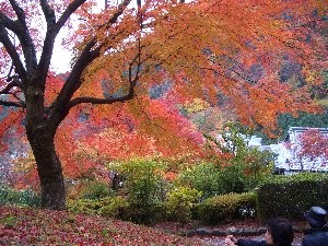 f:id:sakura341516:20081129024823j:image f:id:sakura341516:20081129024823j:image