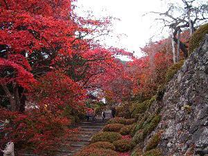 f:id:sakura341516:20081129030340j:image