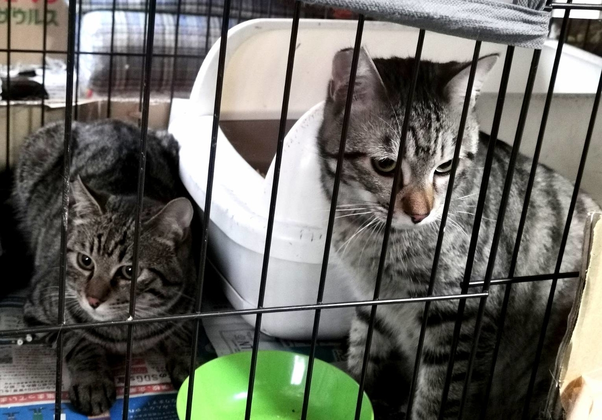ケージから出たことのない 多頭飼い現場の兄弟 幸せになりました Cat Help S Diary