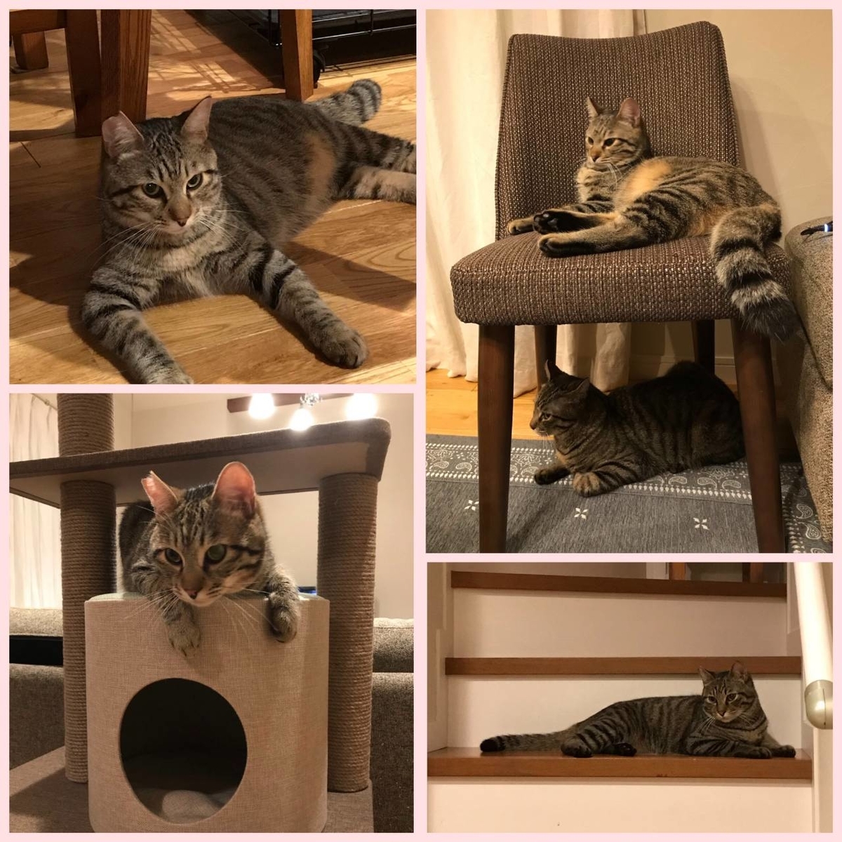 ケージから出たことのない 多頭飼い現場の兄弟 幸せになりました Cat Help S Diary