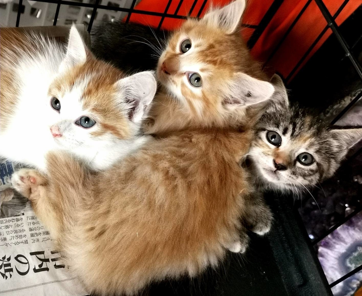 塩尻３兄弟 揃いました Cat Help S Diary
