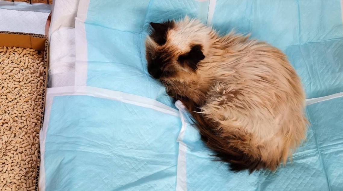 サリーちゃんが教えてくれたこと。 口内炎、腎不全。 - marmalade cat