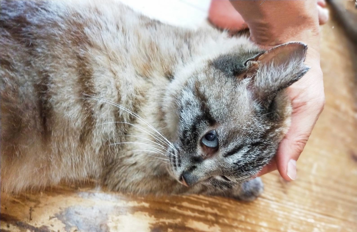 エリカちゃんのダミ声 Marmalade Cat マーマレードキャット