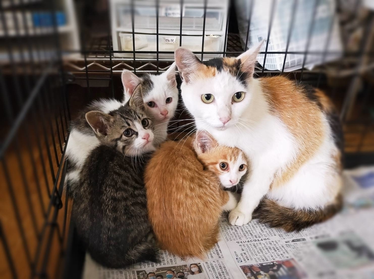 子猫3匹と ママ猫さんが来ました！ marmalade cat マーマレードキャット