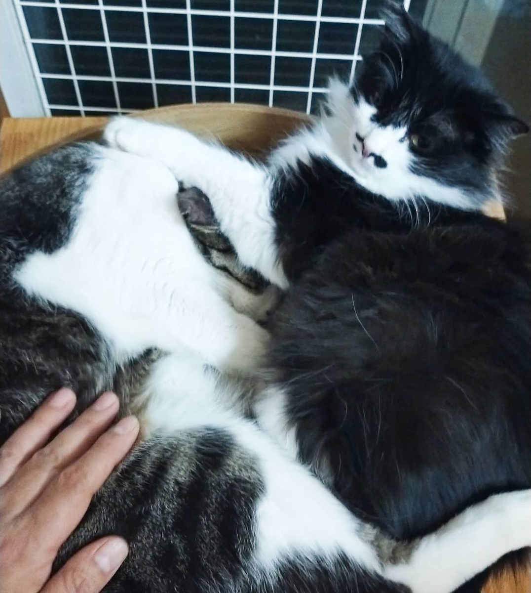 にゃんちゃんとキジ白くんが仲良しに。 marmalade cat マーマレードキャット