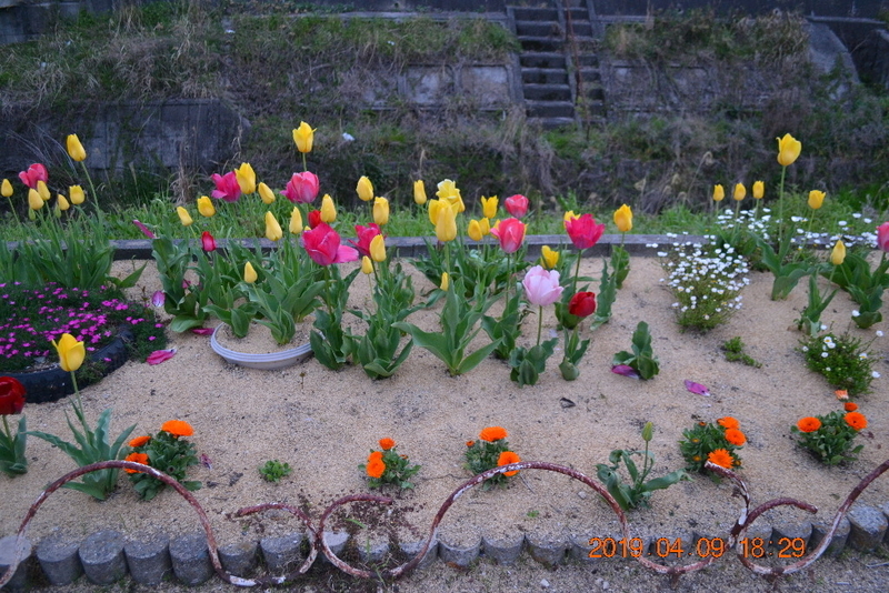 咲いた咲いたチューリップの花が Sakura542gouのブログ