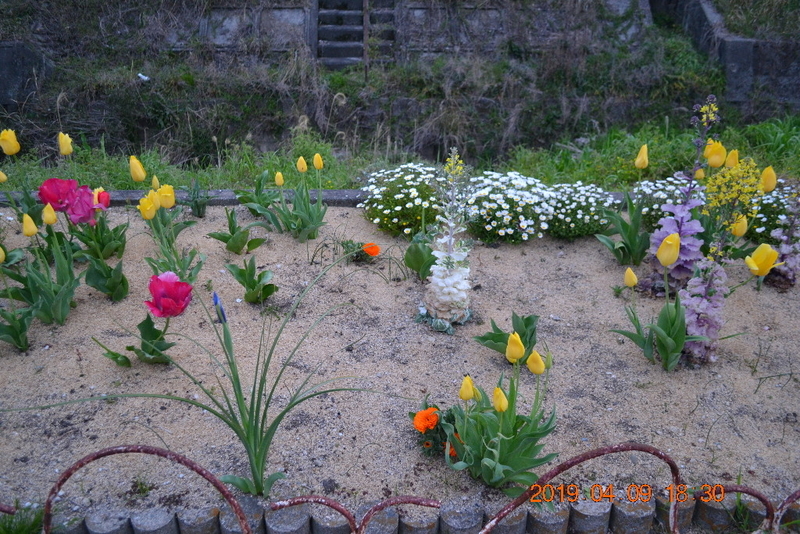 咲いた咲いたチューリップの花が Sakura542gouのブログ