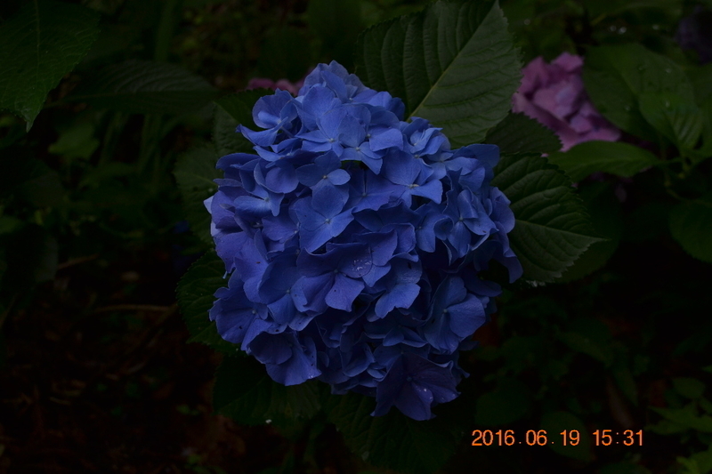 イメージ 5