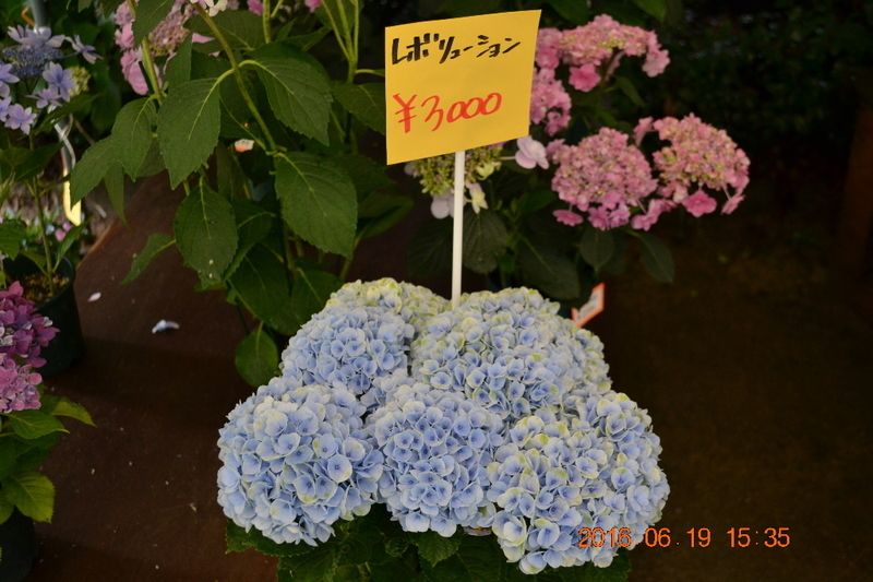 イメージ 7