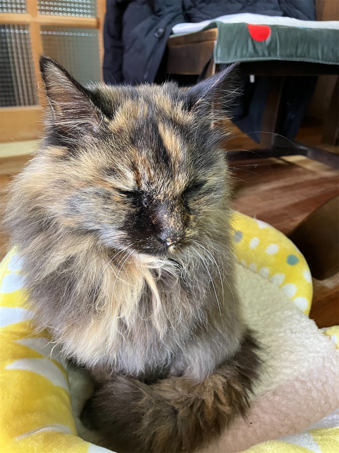 f:id:sakura542gou:20250112132215j:image