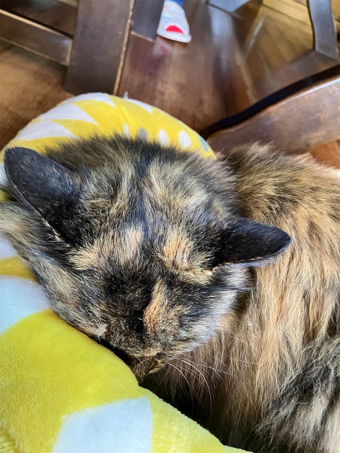 f:id:sakura542gou:20250112132529j:image