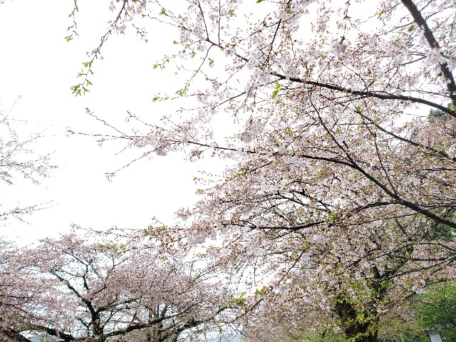 f:id:sakura__iro:20220403215951j:image f:id:sakura__iro:20220403215951j:image